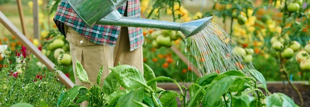 Person gießt Pflanzen im Garten